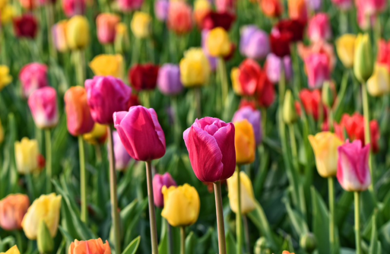 Vanaf 21 maart 2024 is de Keukenhof weer geopend! (tot 12 mei)